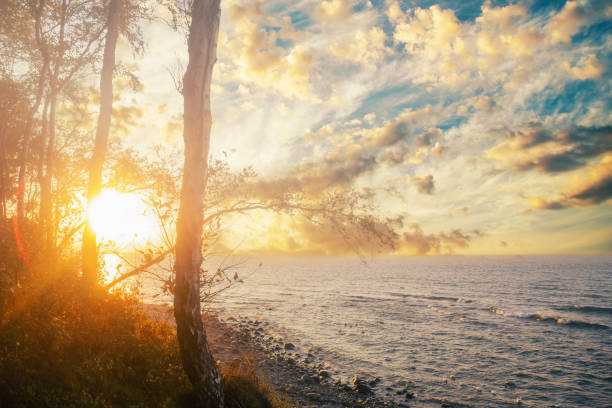 Bright sunset sun shines beautifully through tree trunks near the sea. Background with summer evening in the forest on the coast. Soil protection on the shore.