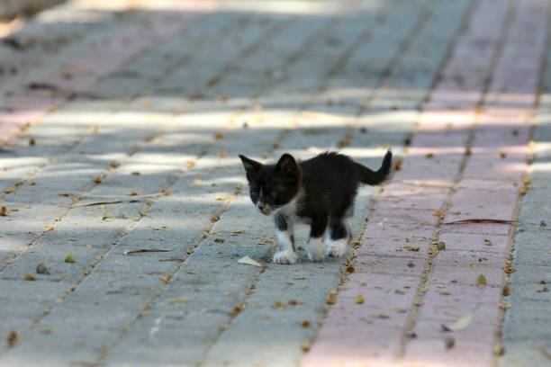 cute kitten