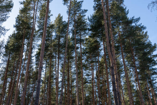 istock tall pine trees against blue sky in the forest 2192661607
