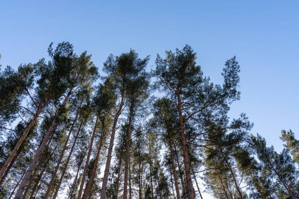 istock tall pine trees against blue sky in the forest 2192661621