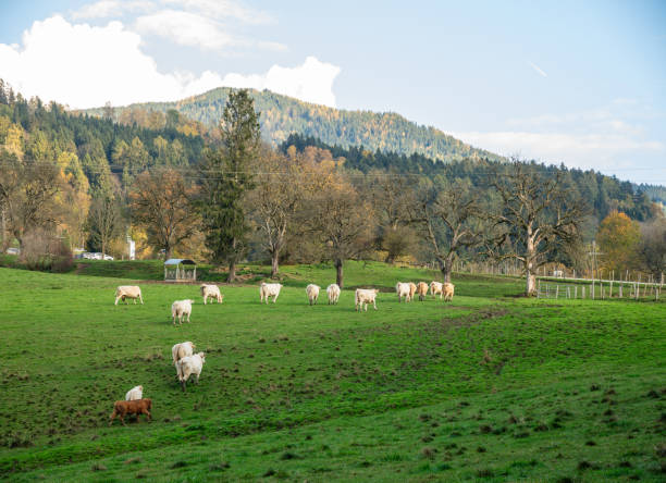istock Cow herd on a paster in Alps 2192662203