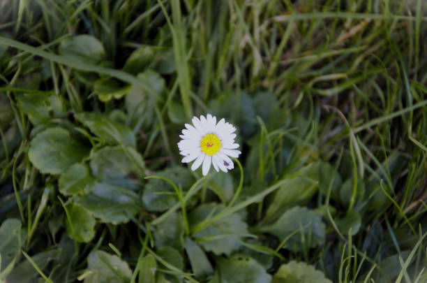A little white daisy in the garden
