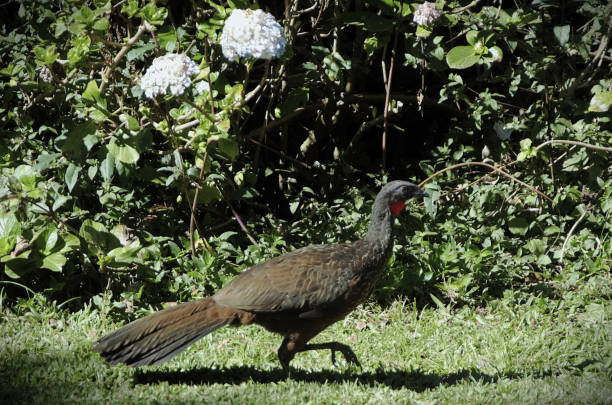 istock Beautiful Guan bird (Penelope ochrogaster) walking on the grass 2192662765