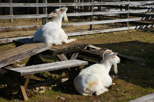 istock Cute goats kept on a farm 2192663058