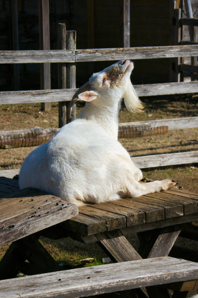 istock Cute goats kept on a farm 2192663106