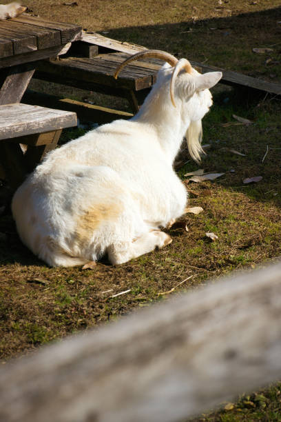 istock Cute goats kept on a farm 2192663136
