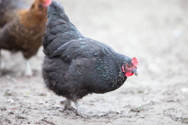 A black hen walks on the ground and searches for grains.