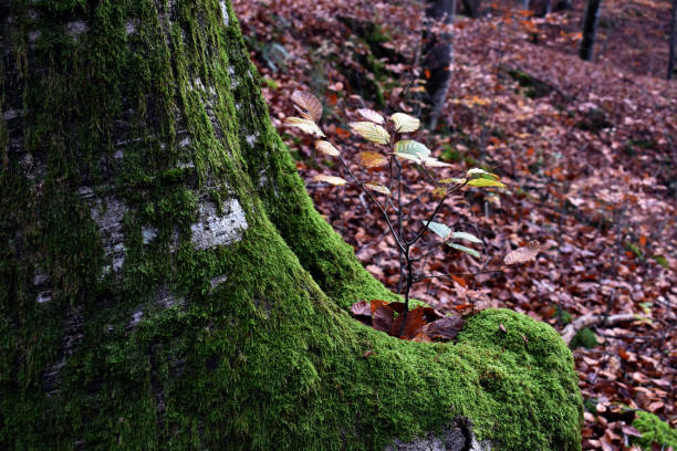 istock Young beech tree growing in the hole of a beech tree trunk (Fagus sylvatica) 2192664992