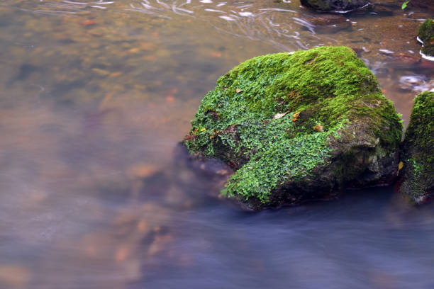 Stone in the water. Stone in the middle of the stream is covered with green moss. Transparent stream.