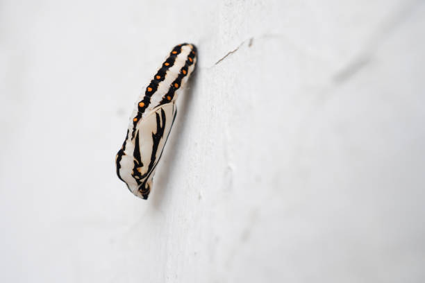 A caterpillar transform into a chrysalis or pupa sticks to a tree trunk or bush. The initial stage of insect life is in the form of butterfly or moth larvae.