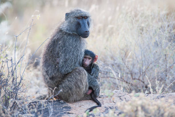 istock Pavian mit Baby 2192665688