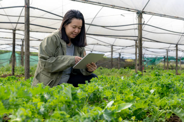 istock A researcher collecting samples from cultivated vegetables 2192665941