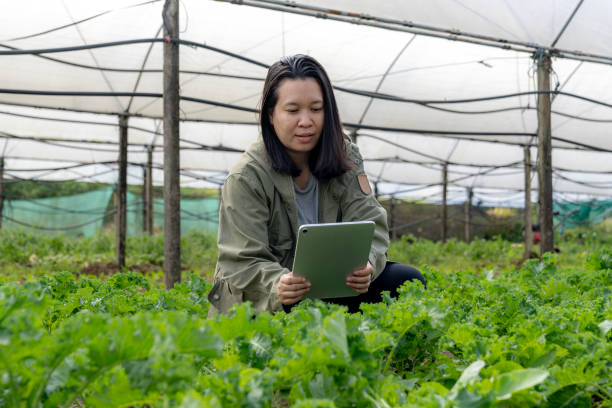 istock A researcher collecting samples from cultivated vegetables 2192665943