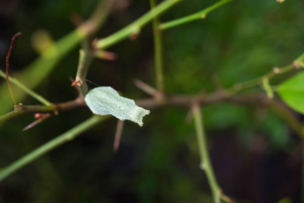 istock Lime butterfly caterpillar (Papilio demoleus) transform into a chrysalis or pupa sticks to a tree trunk or bush. The initial stage of insect life is in the form of butterfly or moth larvae. 2192665965
