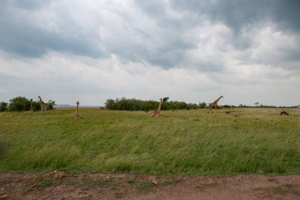 Pair of Masai Giraffes