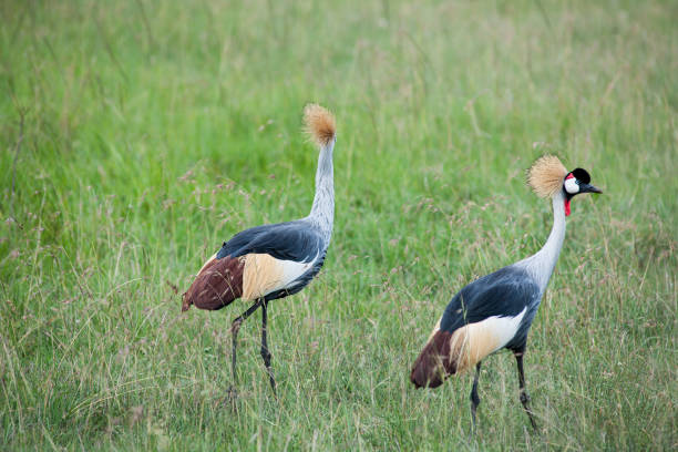istock Masai Mara Crowns crane in the savannah 2192666729