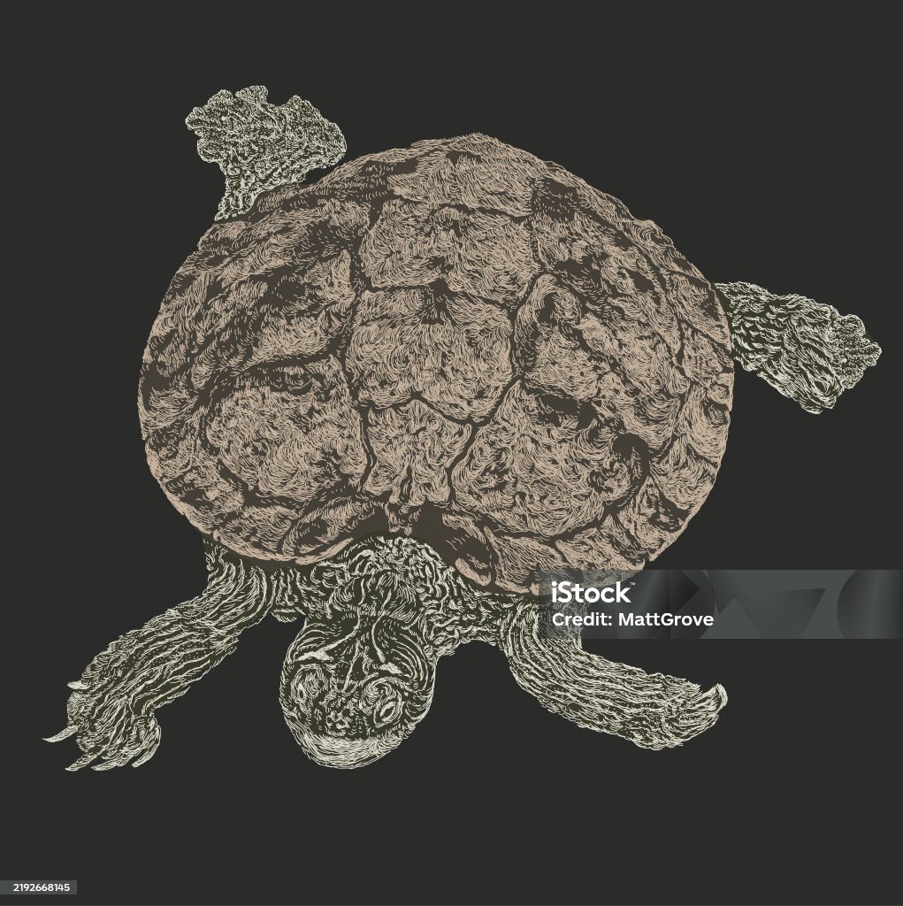 Northern Map Turtle Stock Illustration - Download Image Now - Amphibian ...