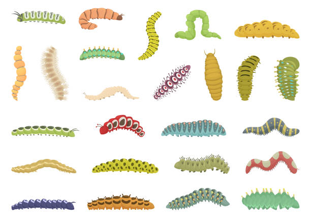 Caterpillar icons set cartoon vector. Nature insect. Larva summer