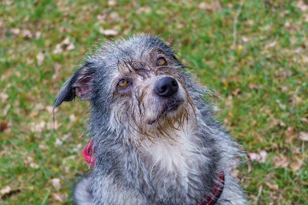 istock Wet Gray and White Dog Sitting on Grass with Red Collar 2192669124