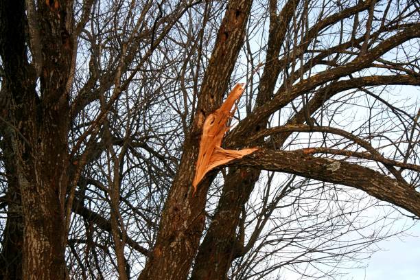 Fallen tree after the storm