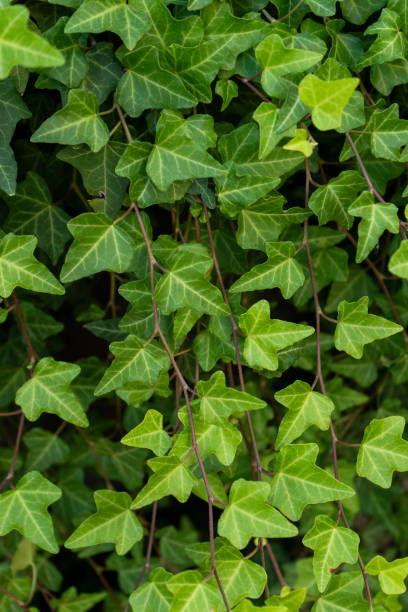 istock Green Ivy Foliage background. 2192672859