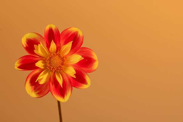 Orange and yellow petal Dahlia