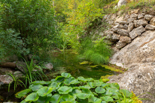 istock Biotope in sanctuary of Lluc, Mallorca 2192674758