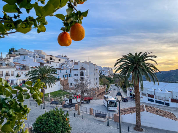 Ripe oranges dangle from leafy branches against a picturesque backdrop of white Mediterranean buildings and a sunny sky in the charming town of Frigiliana, Spain. Palm trees line the cobblestone street below, adding to the tranquil and inviting atmosphere of this Andalusian village.