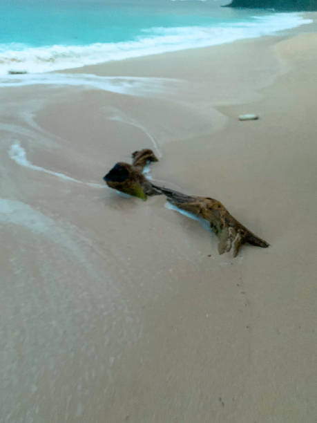 A serene beach scene featuring a sandy shoreline with wind-swept patterns, a large piece of driftwood partially buried in the sand, and a clear blue sky meeting the distant ocean horizon. The simplicity and natural beauty of the landscape evoke a sense of calm and solitude.
