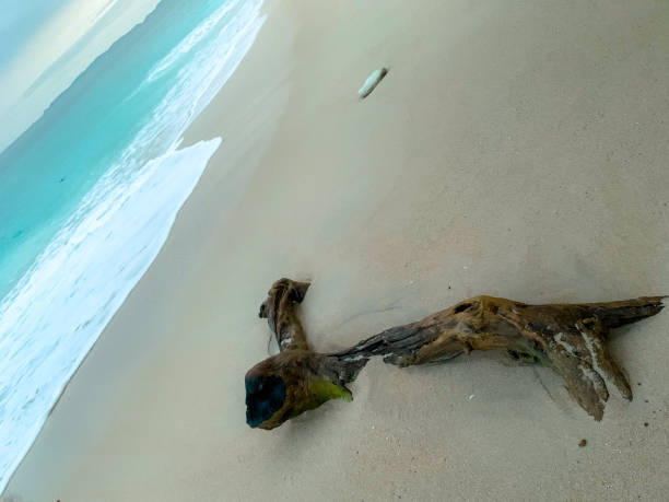 A solitary piece of driftwood rests on the golden sands, illuminated by the soft glow of the setting sun. The waves gently kiss the shore, their rhythm echoing the quiet serenity of the evening. The horizon is painted in hues of orange, pink, and purple, creating a tranquil scene of nature’s fleeting beauty.