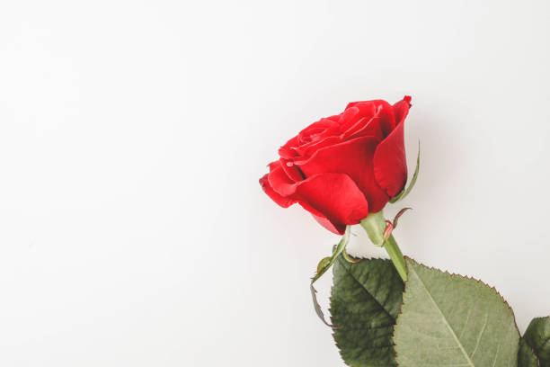 istock A single red rose with vibrant green leaves placed on a white background. Symbolizing love and elegance, this minimal composition captures the essence of simplicity and romance 2192677278
