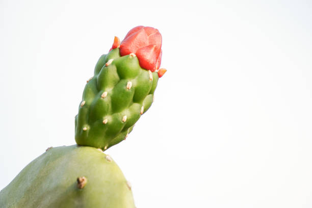 Wild Opuntia cochenillifera cactus flowers with blue sky background