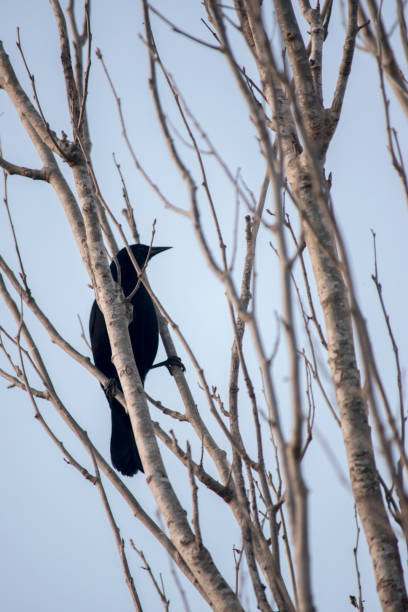 On the banks of the Pisuerga River in Valladolid, with the trees bare due to the arrival of autumn, a blackbird is perched among the branches on the riverbank.