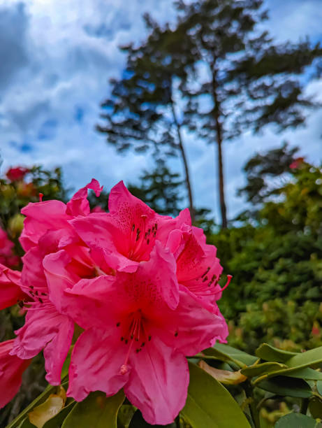 istock Vibrant Pink Azalea with a Sky Backdrop 2192679561