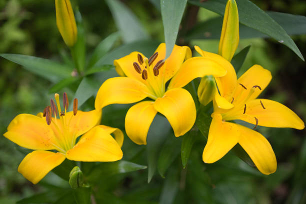 istock Lily flower with buds on a gray background. 2192680059