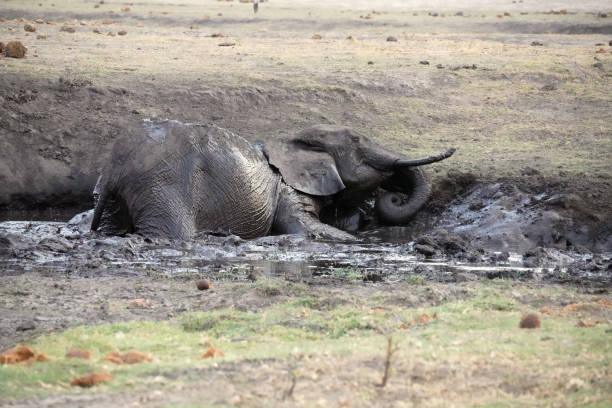 Elephants in Chobe national Park in Botswana
