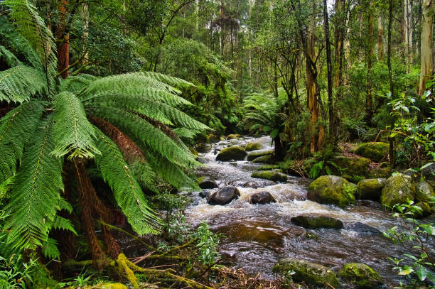 istock Mountain stream, moss-covered boulders, eucalyptus trees end tree ferns in the rainforest near Warburton, Victoria, Australia 2192682337