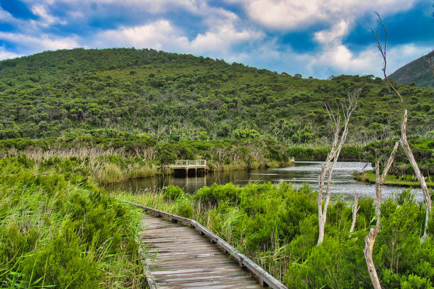 Boardwalk along a river, bordered by dense forest. Tidal River, Loo-Errns Track, Wilsons Promontory National Park, Victoria, Australia.