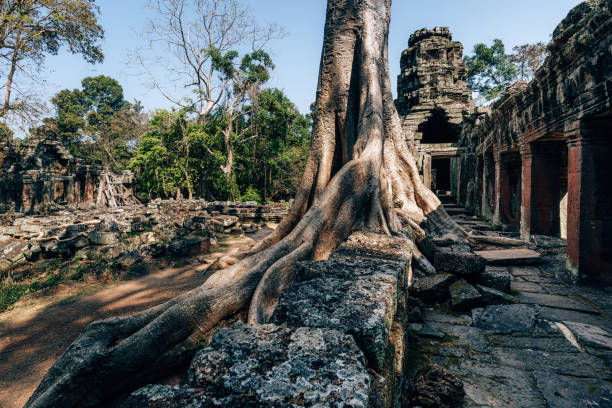 Tree growing over a building in Preah Khan in Angkor Cambodia