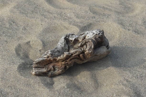 Weathered wood in beach sand