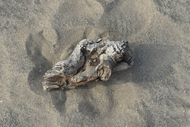 Weathered wood in beach sand