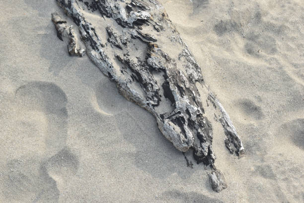 Driftwood at Aransas National Wildlife Refuge on Gulf of Mexico seashore in Texas.