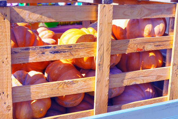The top side of a pumpkin in a flower pot