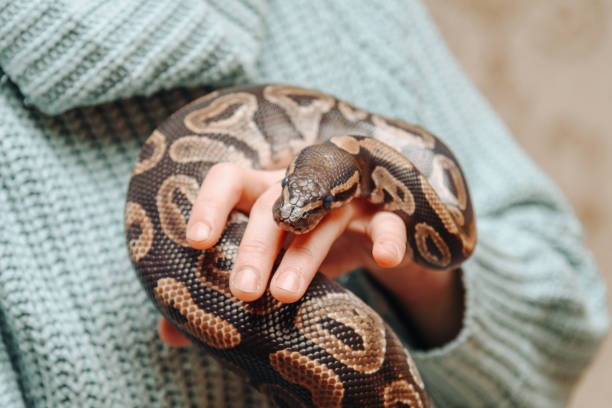 istock snake in woman hands 2192687026