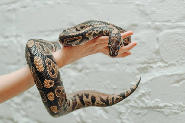 istock snake in woman hands 2192687031