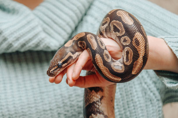 istock snake in woman hands 2192687062