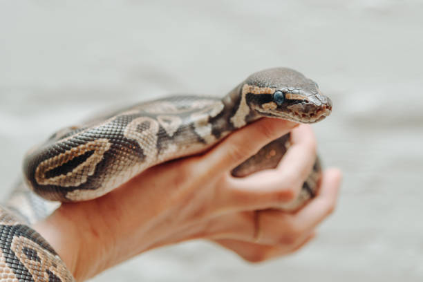 istock snake in woman hands 2192687067
