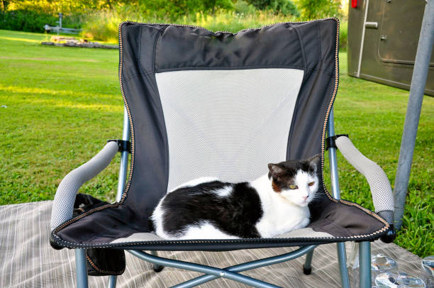 istock A black and white cat sits comfortably on a camp chair. 2192687353