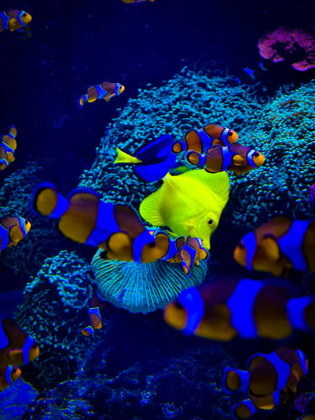 istock Vibrant Coral Reef in Neon Lighting with Tropical Fish 2192688160