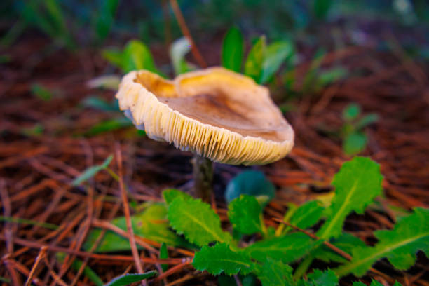 Mushrooms Growing in the Forest in Autumn